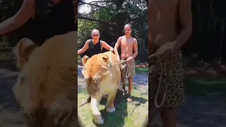 Giant liger (dad lion + mom tiger)