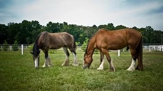 How to Implement Rotational Grazing in Equine Facilities