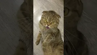 cats singer