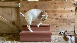 Mama goat hops with the babies! The cutest thing ever!