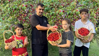 HARVESTING 44 KG CORNUS! COOKING CORNEL JAM AND COMPOTE! RELAXING RURAL VILLAGE