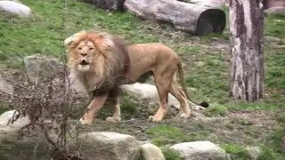 HD: Zoo Leipzig - the Lion / die Löwen