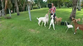 Our Baby Goats are growing up fast..... We love our time spending with them