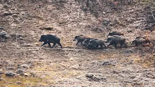 AKSİYON DOLU YABAN DOMUZU AVI- FULL ACTION WILD BOAR HUNTING- GAME