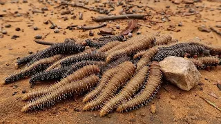 Sawfly larvae marching band - Wonson's Fire Trail