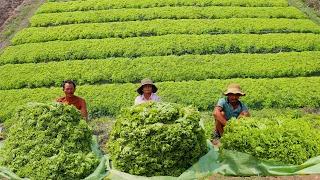 How to Grow Lettuce from Seed to Fast Harvest in 35 days - Farming Complete Guide in My Village