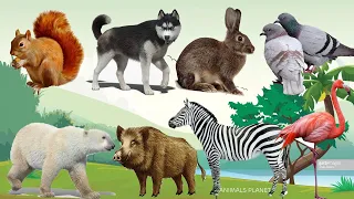 Bustling animal world sounds around us: Wolf, Squirrel, Rabbit, Pigeon, Polar bear, Zebra, Flamingo