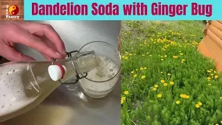 Dandelion Soda | Naturally Fermented with a Ginger Bug!