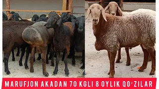 MARUF AKADAN GIGANT QOʻZILAR KELDI SHOSHILAMIZ