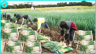 How To Harvest And Process Billions Of Japanese Long Green Onions | Modern Agriculture