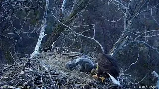 Baby Eagle Attacks Sibling