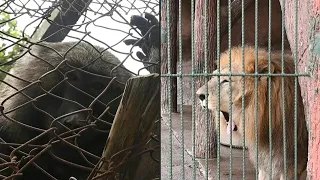 Hambruna y abandono en el antiguo zoológico de los narcos en Honduras | AFP