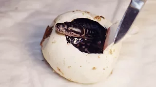 AUSTRALIAN PYTHONS’ EGG CUTTING / Something went wrong with some of them