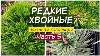 РЕДКИЕ ХВОЙНЫЕ ИЗ ЧАСТНОЙ КОЛЛЕКЦИИ