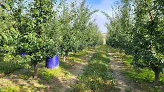 Cum se face palinca de prune plus o plimbare prin livada de prune soiul Stanley. Partea I