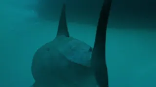 The Shark Approaches