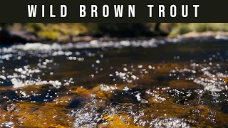 Dry Fly Fishing & Nymphing Brown Trout - Gorgeous Aussie River