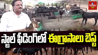 స్టాల్ ఫీడింగ్‌లో ఈ గ్రాసాలు బెస్ట్ | These Grasses Are Best To Feed In Goat Farming | hmtv agri