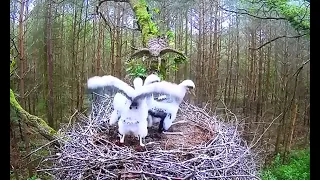 A hawk attacked a black stork's nest and carried off  one chick & タカが黒いコウノトリの巣を攻撃し、1羽のひよこを運び去った