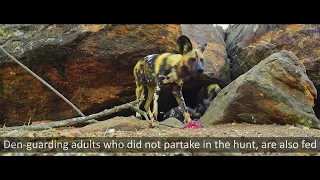 Rare! Waterberg Wild Dog Puppies Feeding at Den