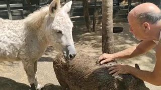 Donkey and Pig are happy to see their owner