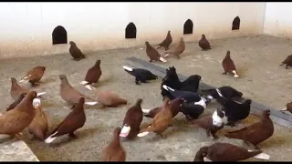Краснодарские бойные голуби: понемногу обо всем