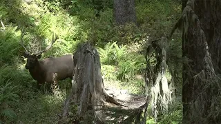 The Sound of September  - 2018 Elk Hunting Big Bulls Idaho