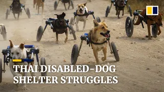 Thai disabled-dog shelter struggles with less cash and more animals during pandemic