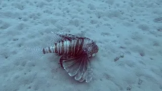 SCUBA Diving in Rhodes, Greece (Oct 2022)