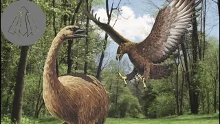 How the Haast's Eagle Ruled Over New Zealand
