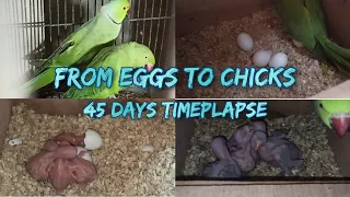 Ringneck Parakeets Timeplapse from Eggs to Chicks (E-Sub) | 45 Days Timeplapse | Voice of Animalia