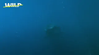 un requin blanc géant des océans
