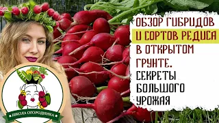 ОБЗОР ГИБРИДОВ И СОРТОВ РЕДИСА В ОТКРЫТОМ ГРУНТЕ. СЕКРЕТЫ БОЛЬШОГО УРОЖАЯ