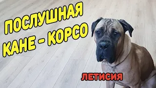 угрожает ли кане корсо детям?