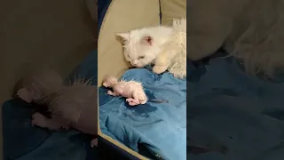 Mother Cat Surprisingly Looking At Her Newborn Kitten