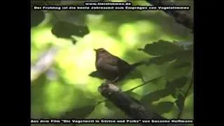 Vogelstimmen erkennen im Frühling