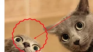 Funny Videos Of Funny Cats Compilation 2017 -  Part 2