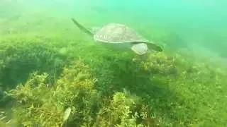 Nager avec les tortues en Guadeloupe | Plage Malendure