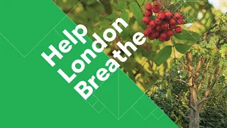 Help London Breathe:  Tree Planting