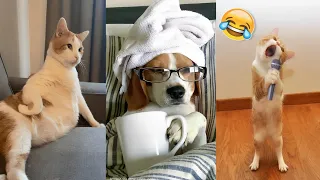 Unbelievably Funny Dogs and cats Moments You Can't Miss 🐶🤣 | #funnyanimals #funnyvideo
