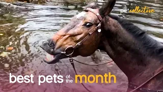 Best Pets of the Month (February 2021) | The Pet Collective