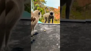 monkey with mirror fun #shortvideo