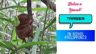 BOHOL VLOG5 || TARSIER OF BOHOL || THE SMALLEST PRIMATE IN THE WORLD'S