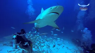 Bull Shark at Phantom Divers, Playa del Carmen