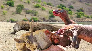 Komodo Dragon eat alive Deer