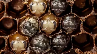 Η θαυμαστή κοινωνία των μελισσών  και η σπουδαιότητά της