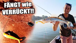 Diese Montage FÄNGT wie verrückt! Drop Shot mit Seitenarm - Binden und Köderführung