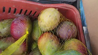 venda de frutas no porta a porta.por qt eu vendo.