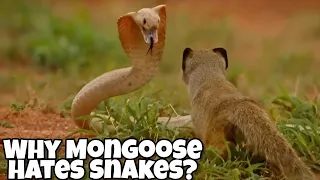 Why Are Mongoose Snakes Enemy?  Mongoose vs King Cobra Fight Analysis