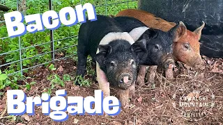 Three Adorable Piglets Arrive on the Homestead | Tips on Fencing & Feeding from a Hog Farmer